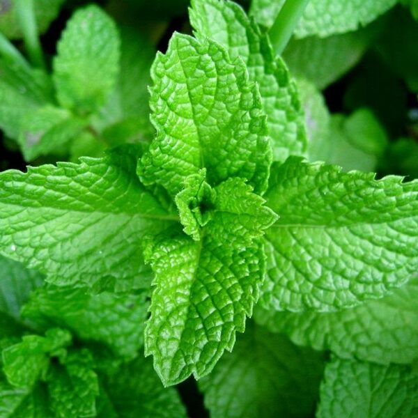 Scent-leaf