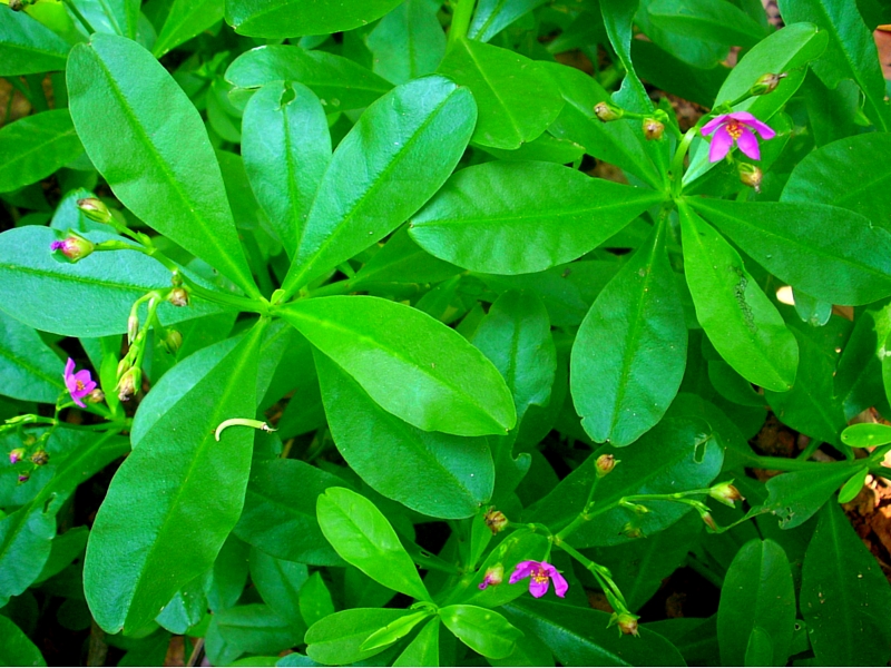 Waterleaves - Image 6