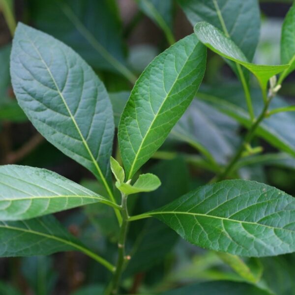 bitterleaf