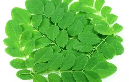 moringa-leaves-500x500