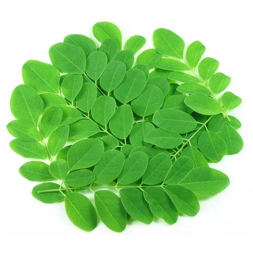 moringa-leaves-500x500