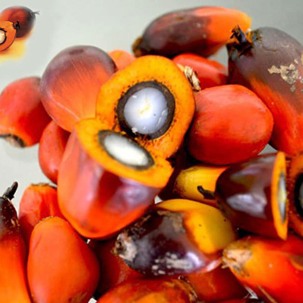 palm-kernel-oil