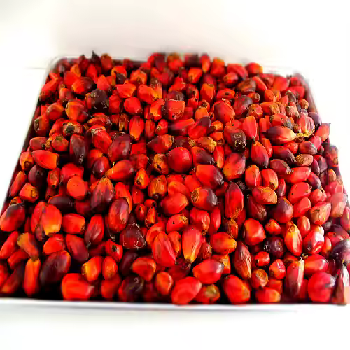 Palmnuts - Image 3