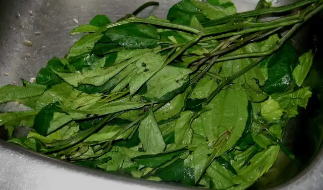 Ugwu leaves - Image 3