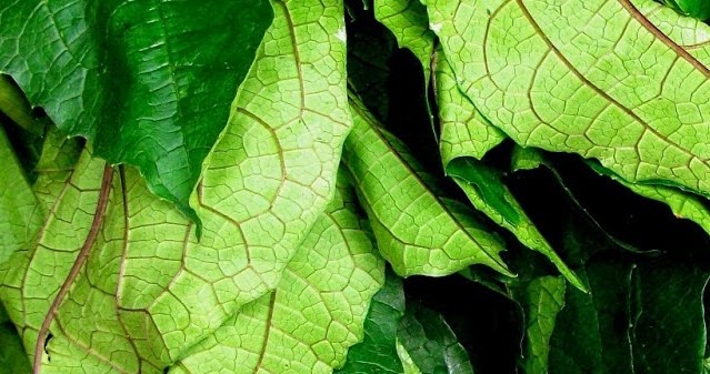Ugwu leaves - Image 6