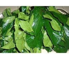 Ugwu leaves