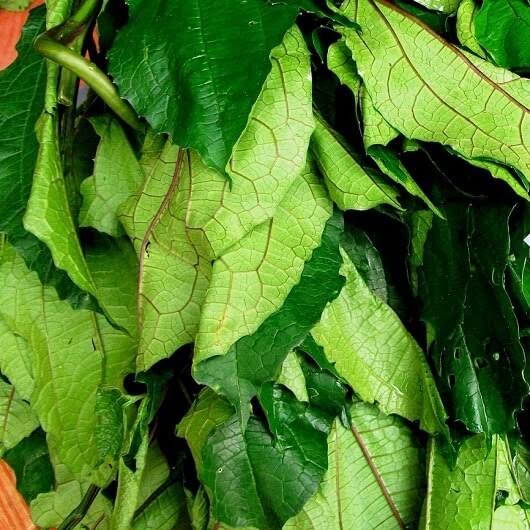 Ugwu leaves - Image 7