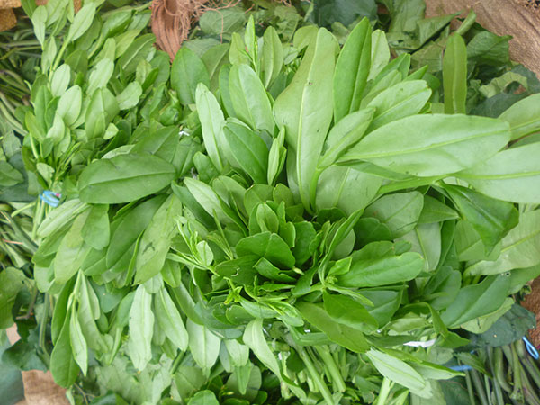 Waterleaves - Image 4