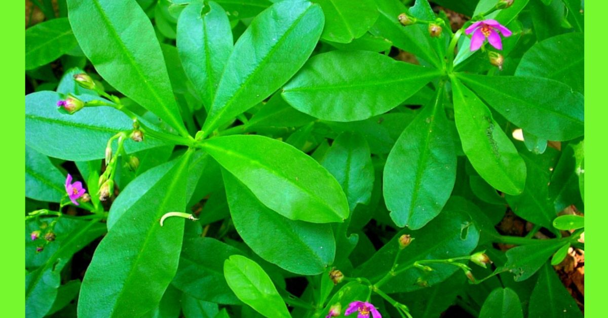 Waterleaves - Image 2
