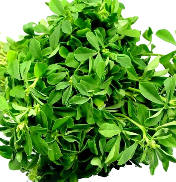 Waterleaves
